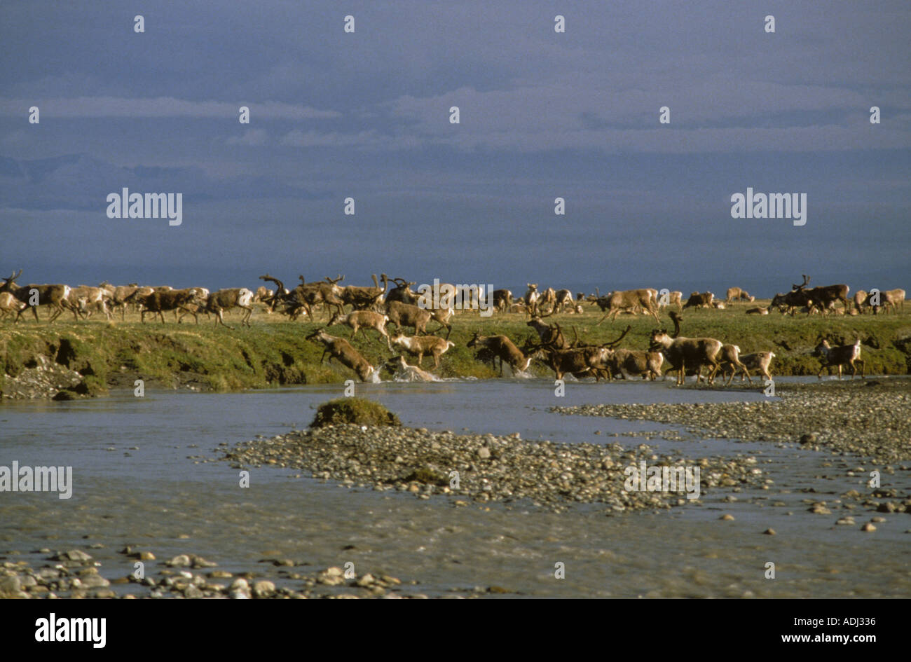 Caribou Herde Kreuzung Hulahula Fluss Arctic National Wildlife Refuge-Alaska Stockfoto