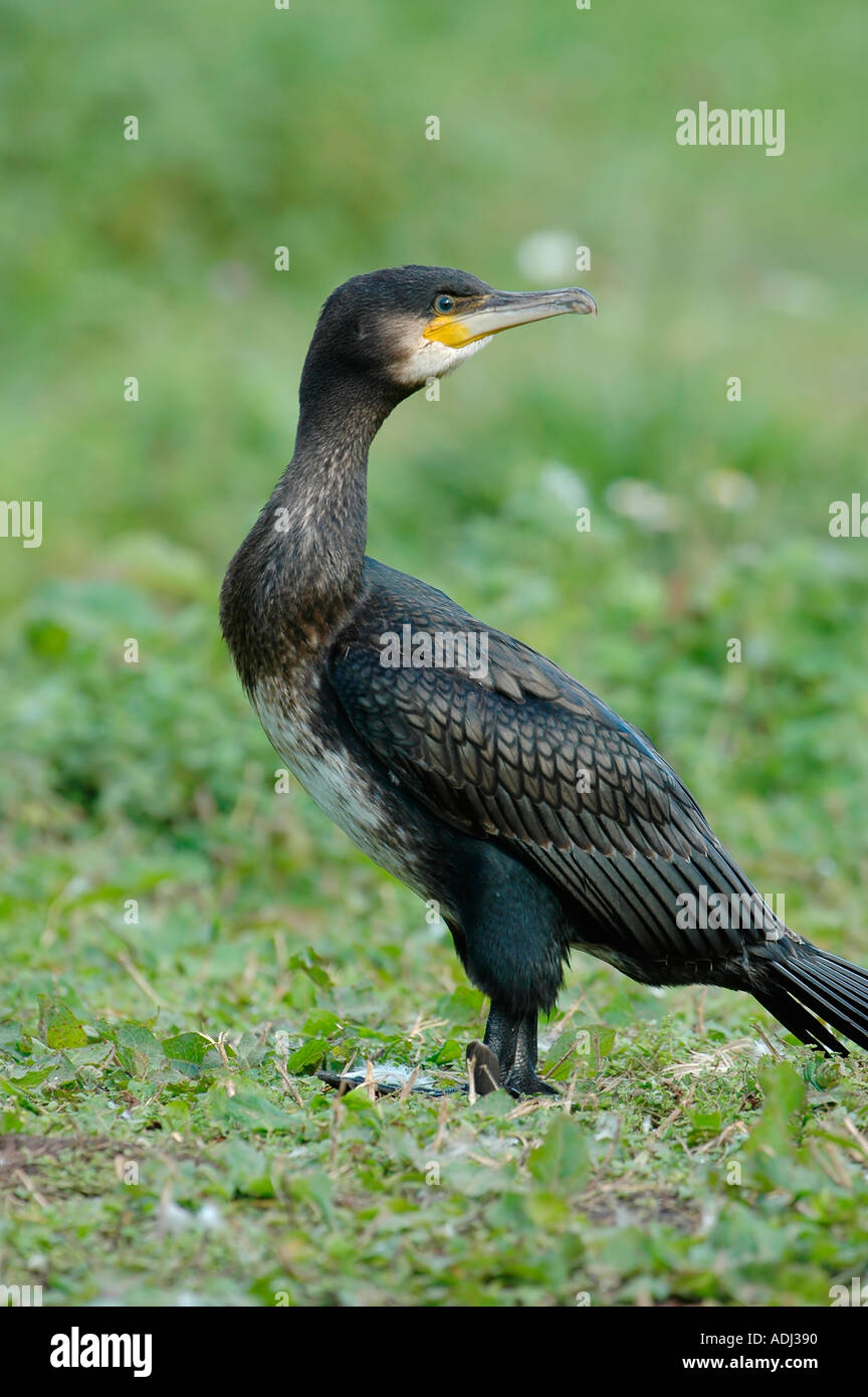 Kormoran Phalacrocorax carbo Stockfoto