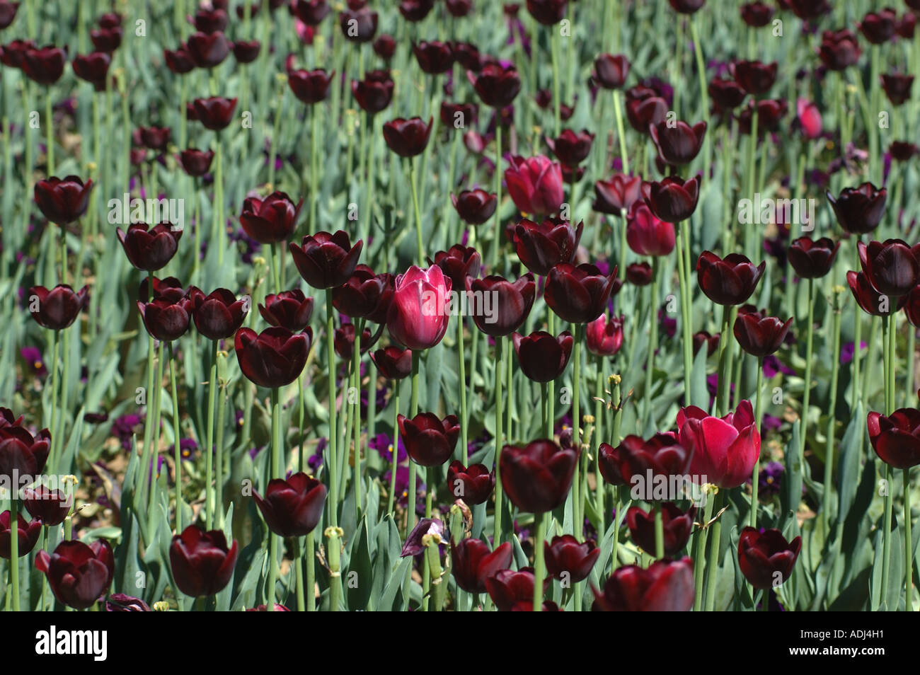 dunkel rot violette Tulpen in einem Schaugarten Stockfoto