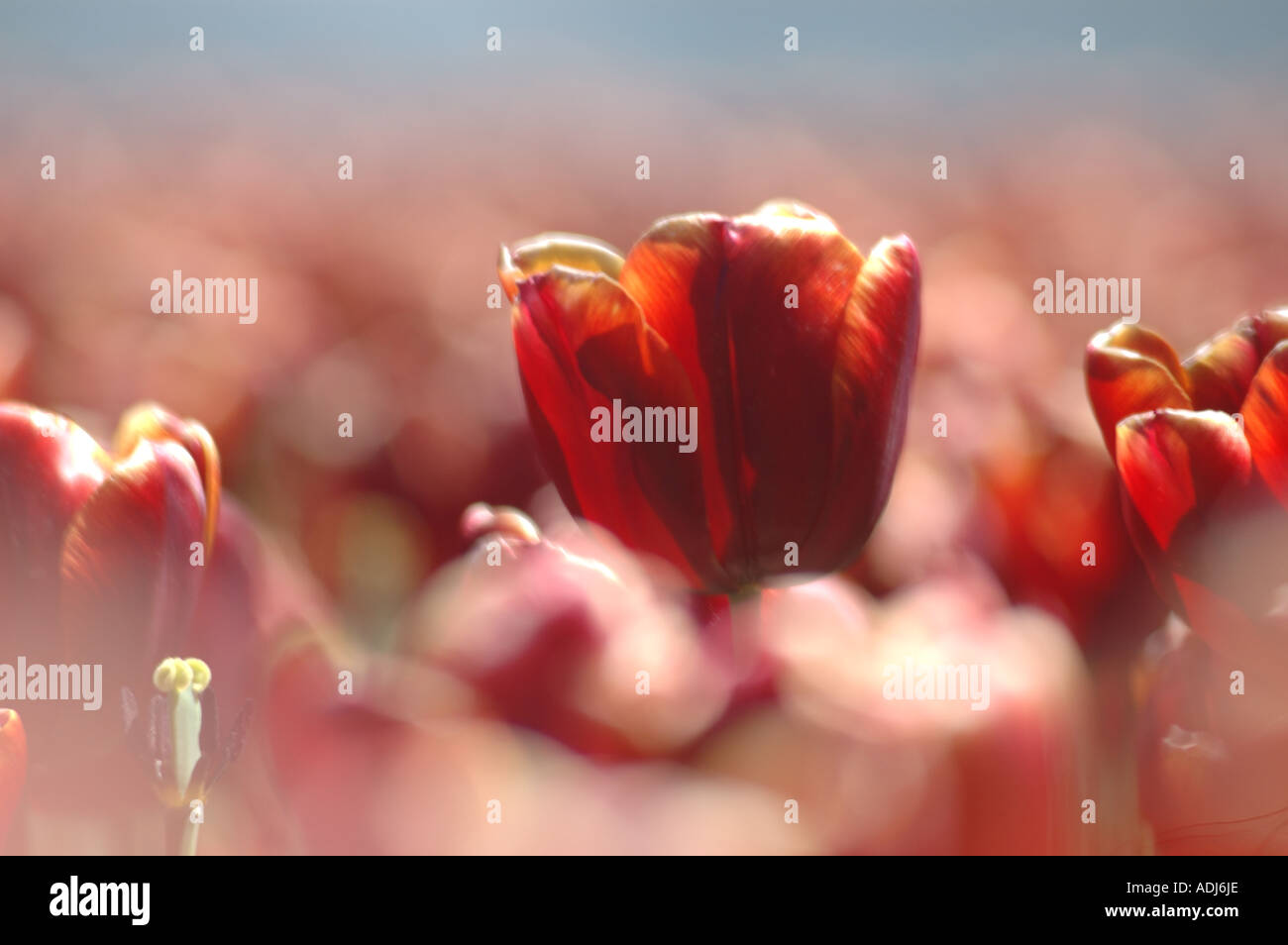 einsamer Tulpe Blume über den rest Stockfoto