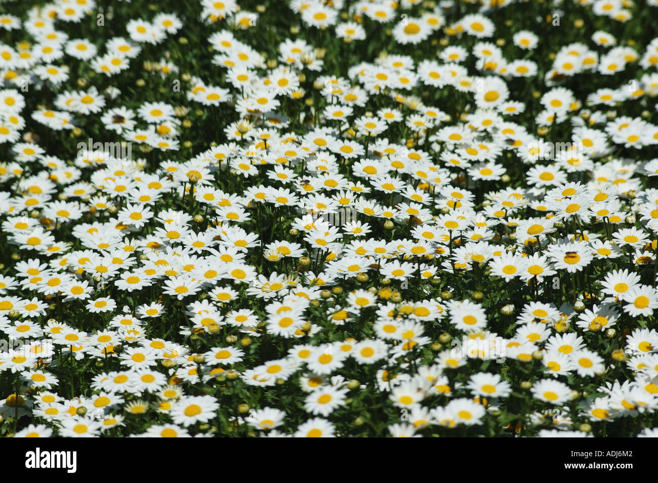 Bereich der Gänseblümchen im Schaugarten Stockfoto