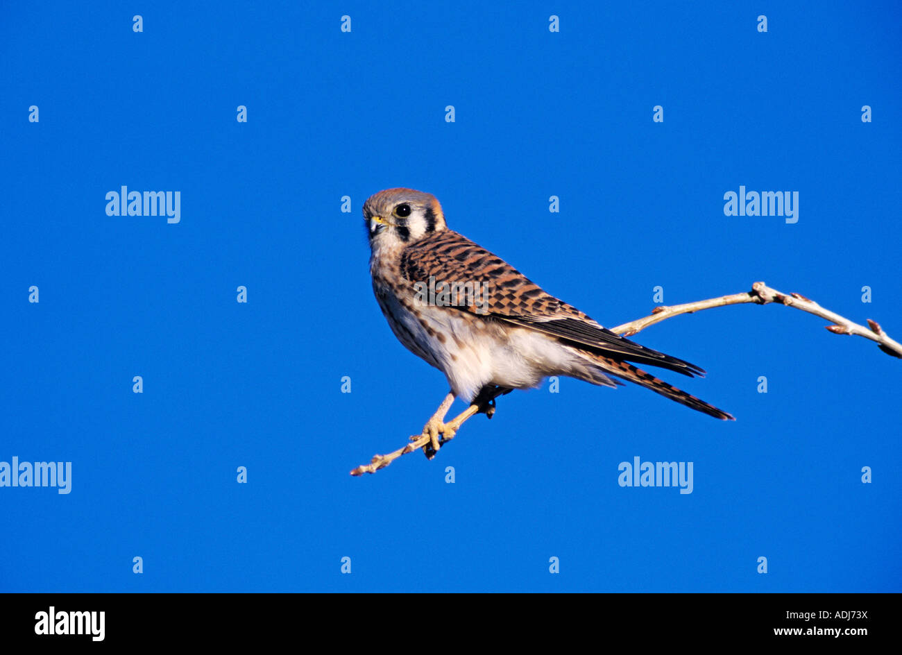 American Kestrel Falco Sparverius männlichen Bosque del Apache National Wildlife Refuge New mexico USA Dezember 2003 Stockfoto
