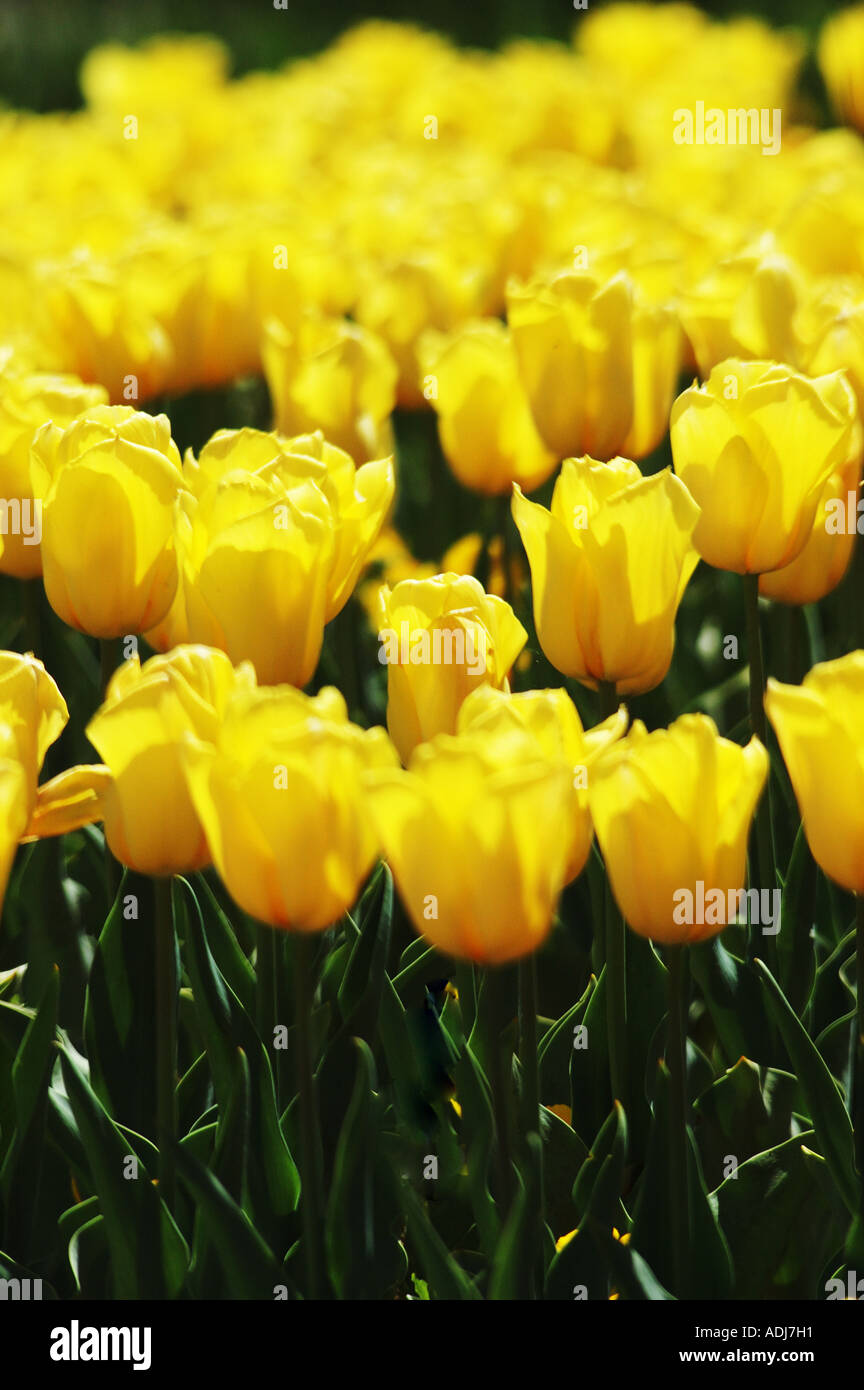 gelbe Tulpen Stockfoto