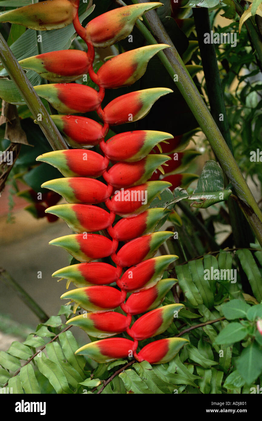 Amazonas, Brasilien. Heliconia Rostrata; Schnabel Heliconia Pflanze  Stockfotografie - Alamy