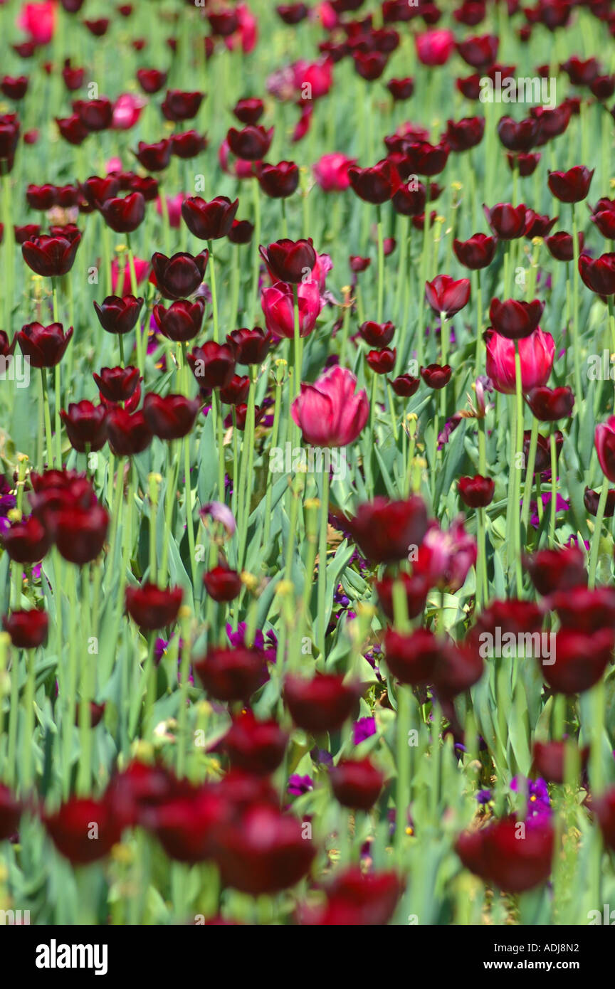 Schwarz Lila seltsam unwirklich verschiedene dunkelrosa Stockfoto