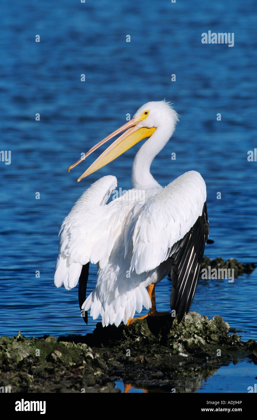 Amerikanischer weißer Pelikan Pelecanus Erythrorhynchos Erwachsenen Rockport, Texas USA Dezember 2003 Stockfoto