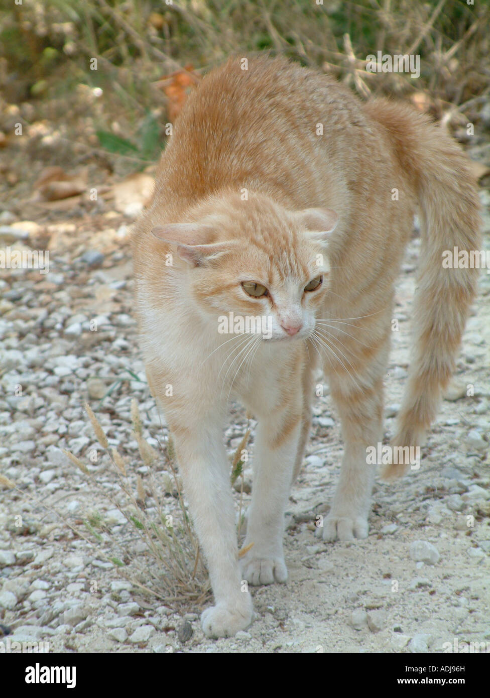 Hauskatze, Felis Silvestris Catus, Zischen und wölbte ihren Rücken um sich größer machen Stockfoto