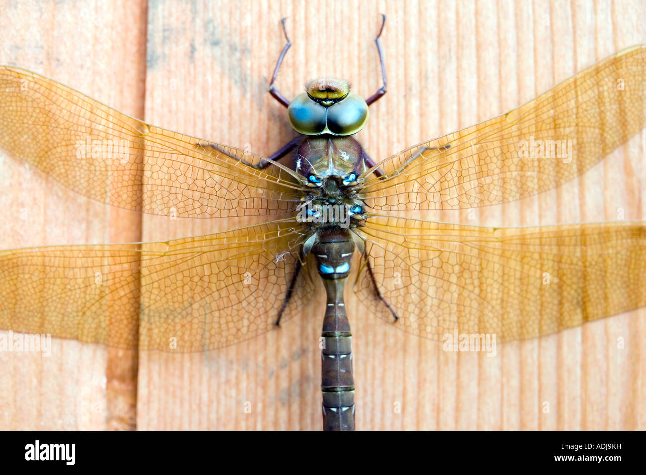 Aeshna Grandis. Braun Hawker Libelle ruht auf einem hölzernen Gartenhaus Tür Stockfoto