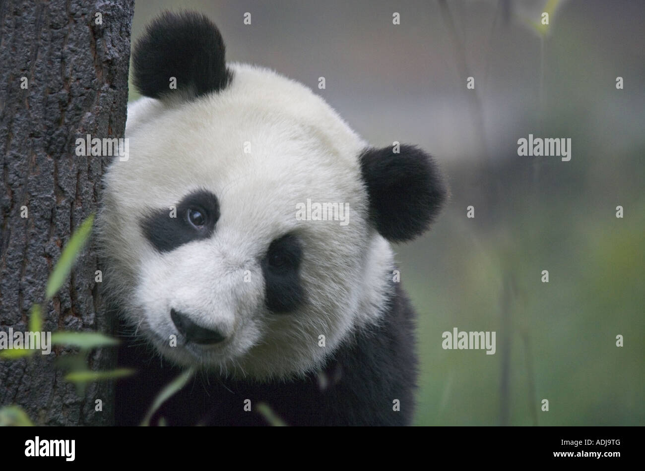 Giant Panda hinter Baum Wolong Sichuan China Stockfoto