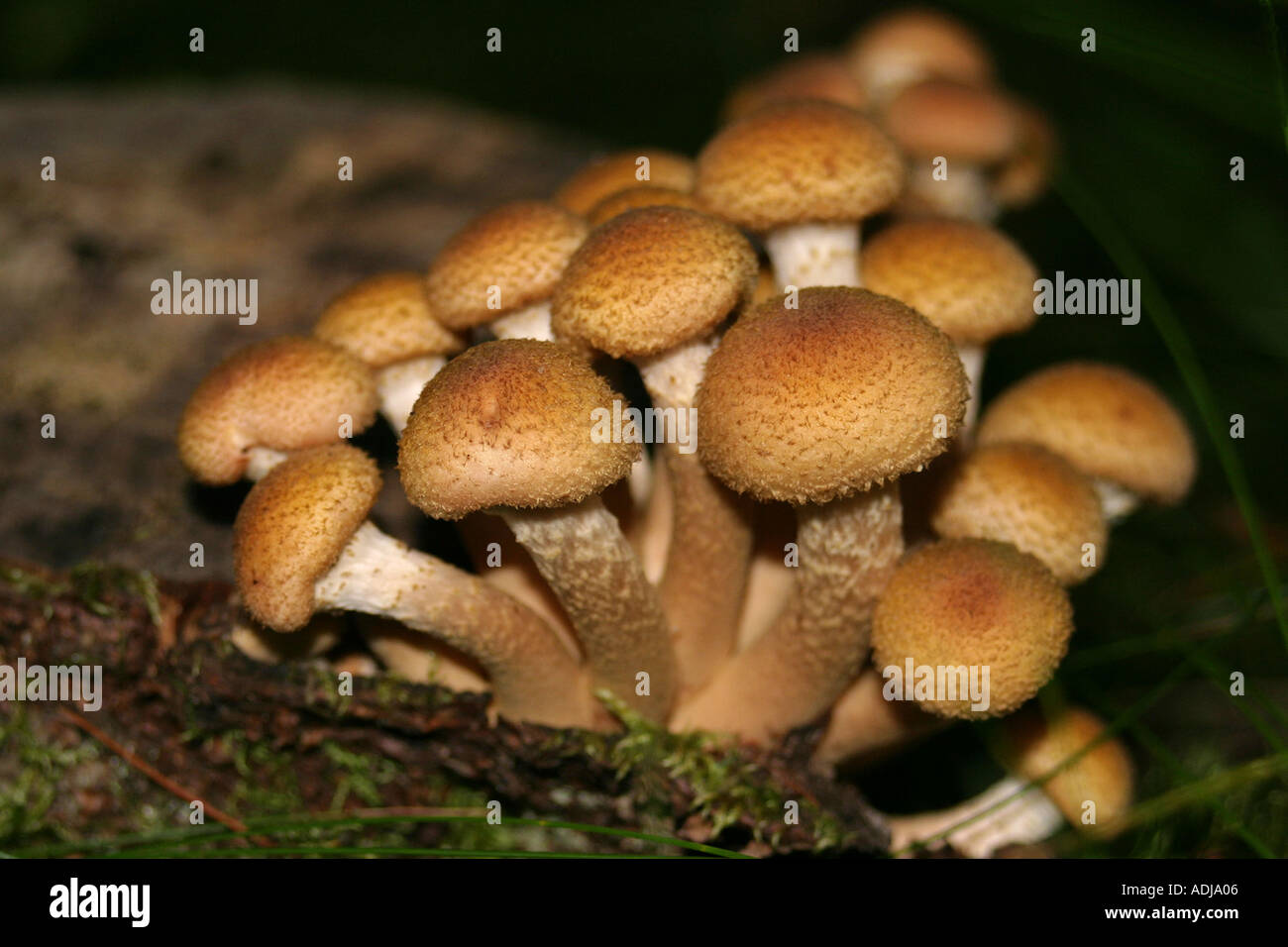 Pilz Familie im Abendlicht Stockfoto
