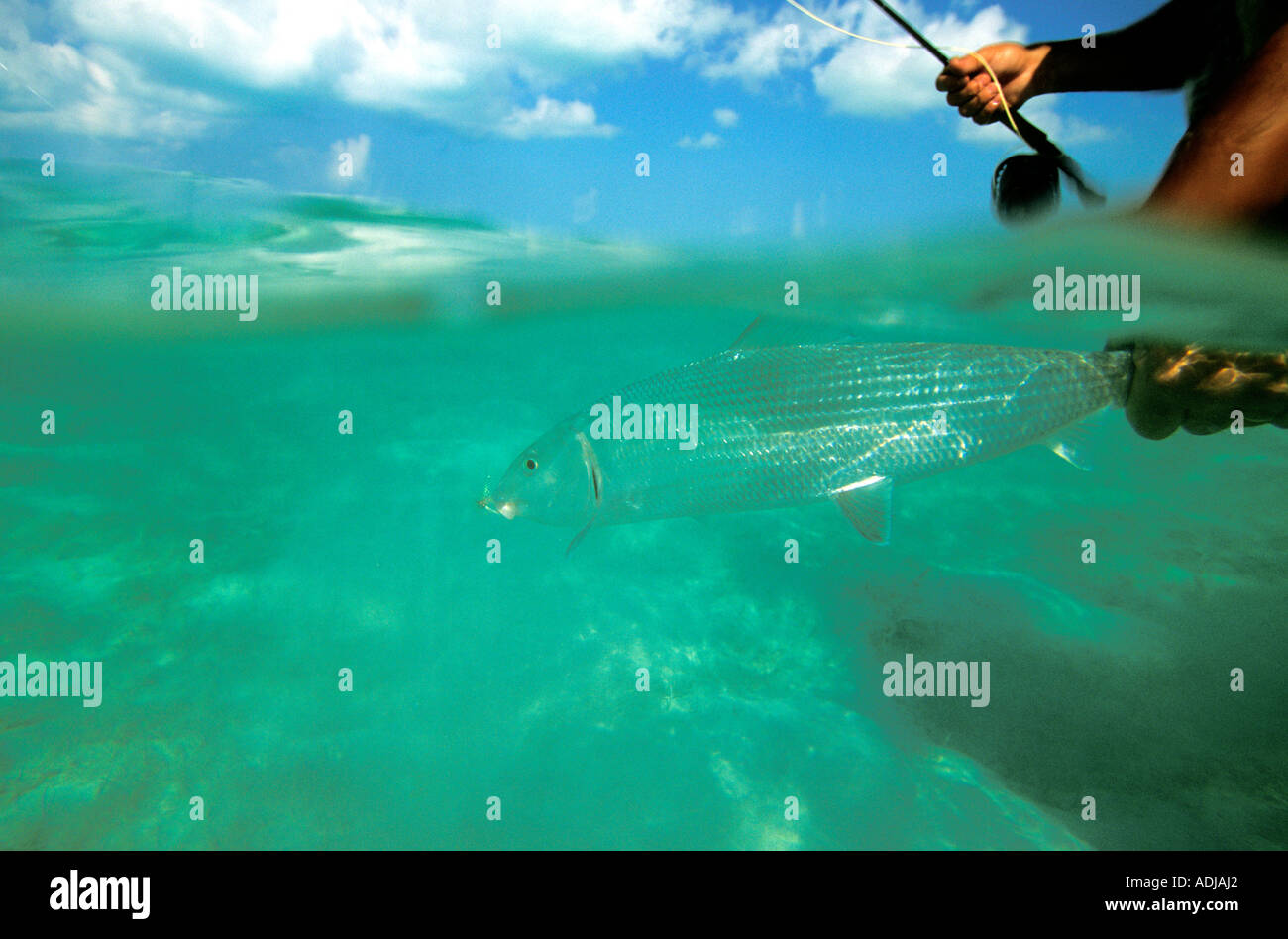 GRÖßERE EXUMA BAHAMA Unterwasserfoto von fliegen-Fischer Freigabe große Bonefish zurück in den Ozean. Stockfoto