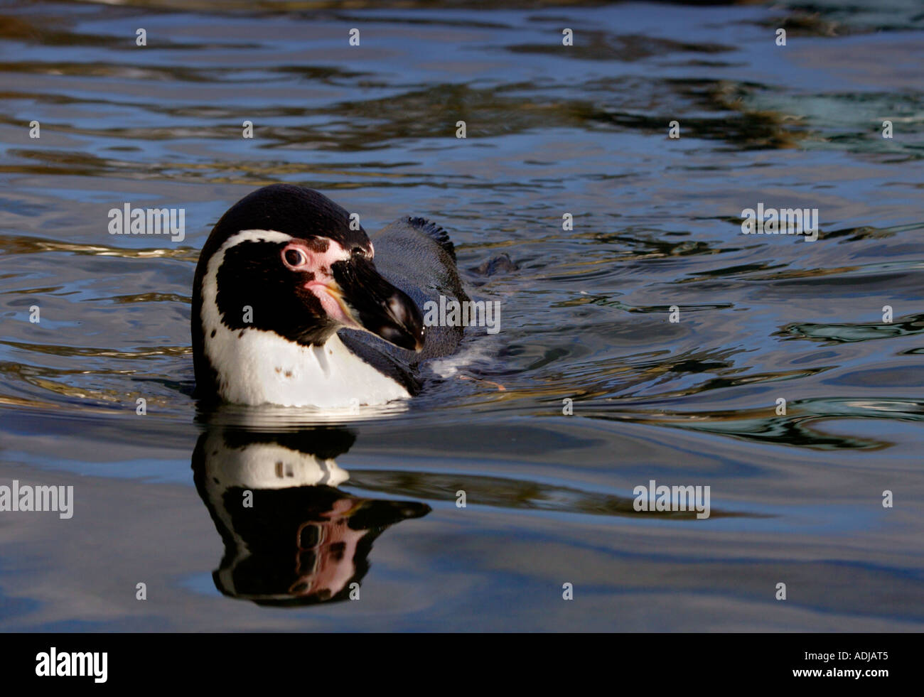 Humboldt-Pinguin (Spheniscus Humboldti) schwimmen Stockfoto
