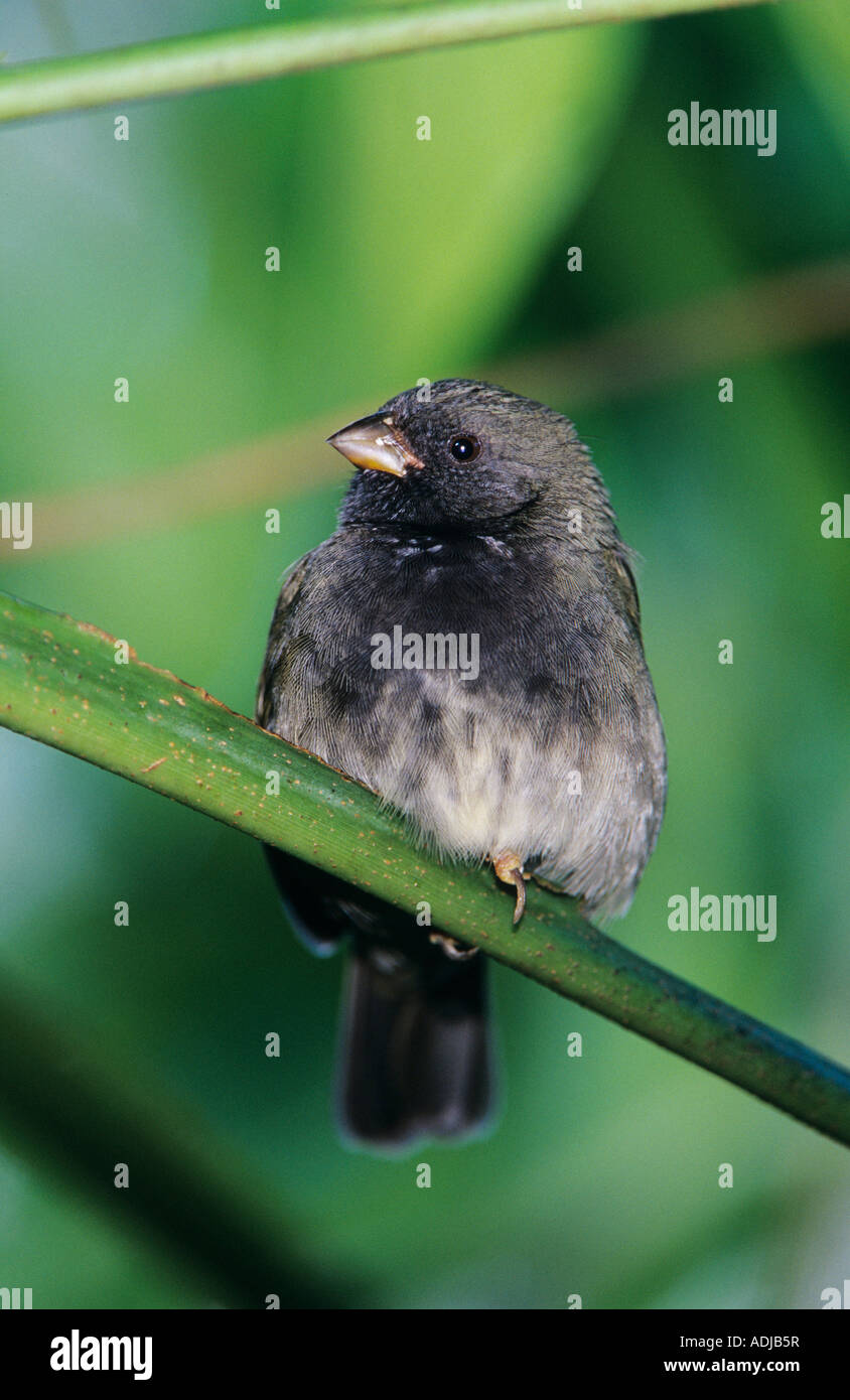 Black-faced Grassquit Tiaris bicolor Männchen auf AST Rocklands Montego Bay Jamaika Januar 2005 Stockfoto