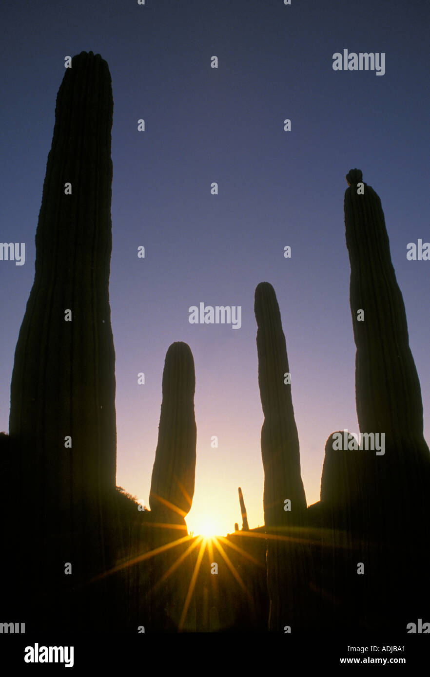 SUNRISE Cardon Kaktus BAJA CALIFORNIA Mexiko Stockfoto