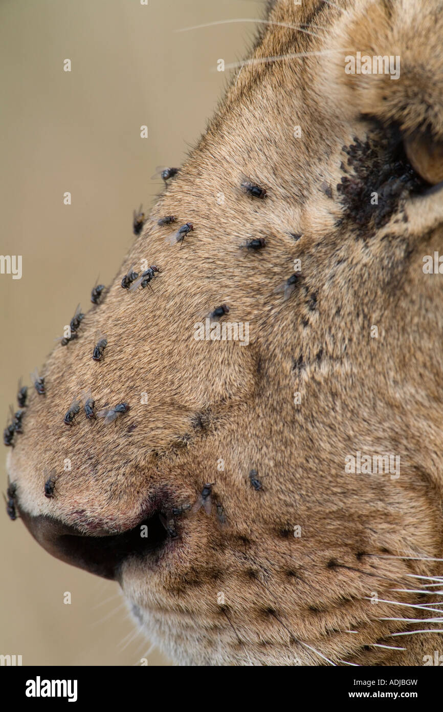 Afrika Kenia Masai Mara Game Reserve Nahaufnahme Detail des Löwen Schnauze Panthera Leo bedeckt mit fliegen nach der Fütterung Stockfoto