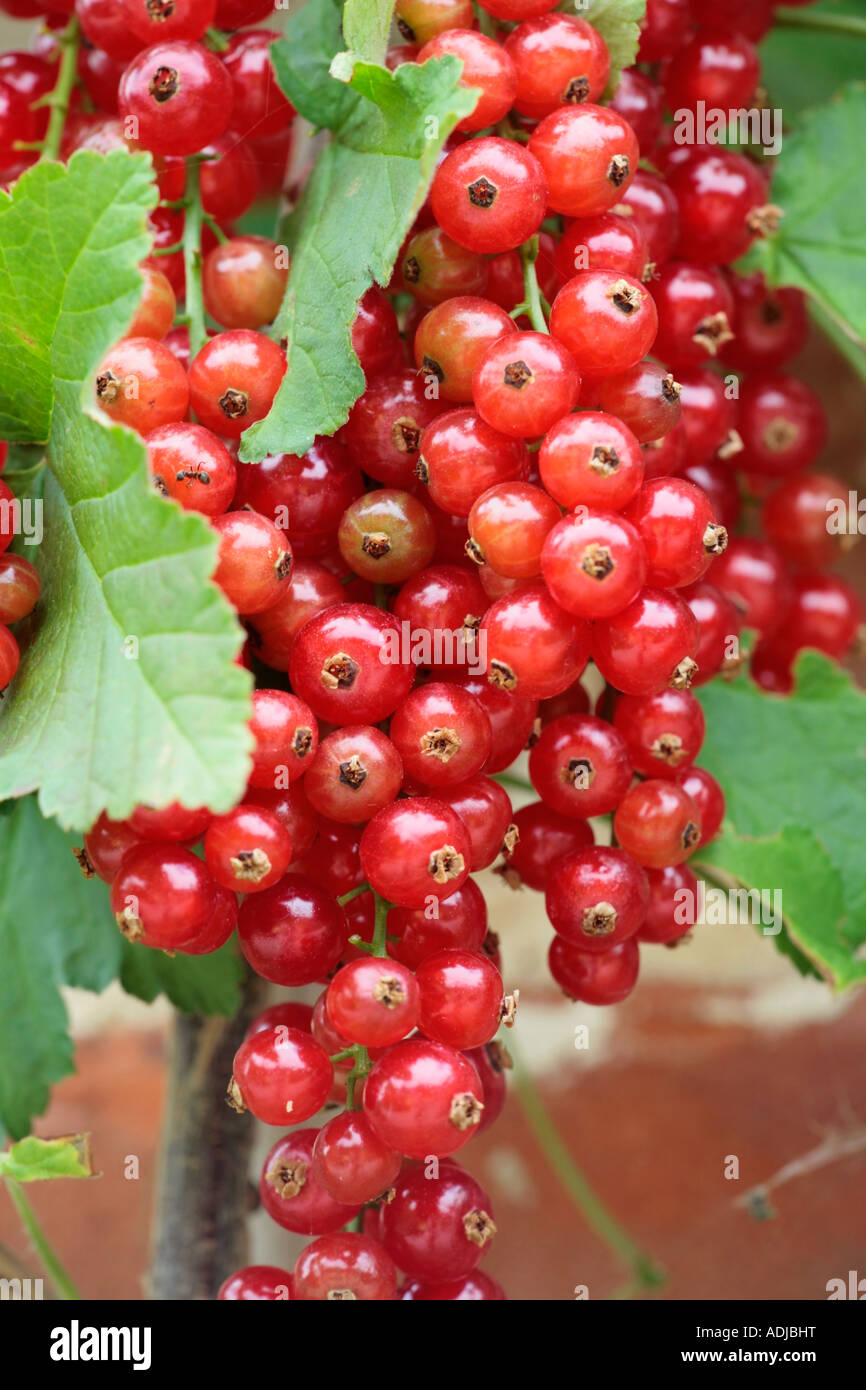 Rote Rippe Ribes rubrum 'Jonkheer van Tets' Stockfoto