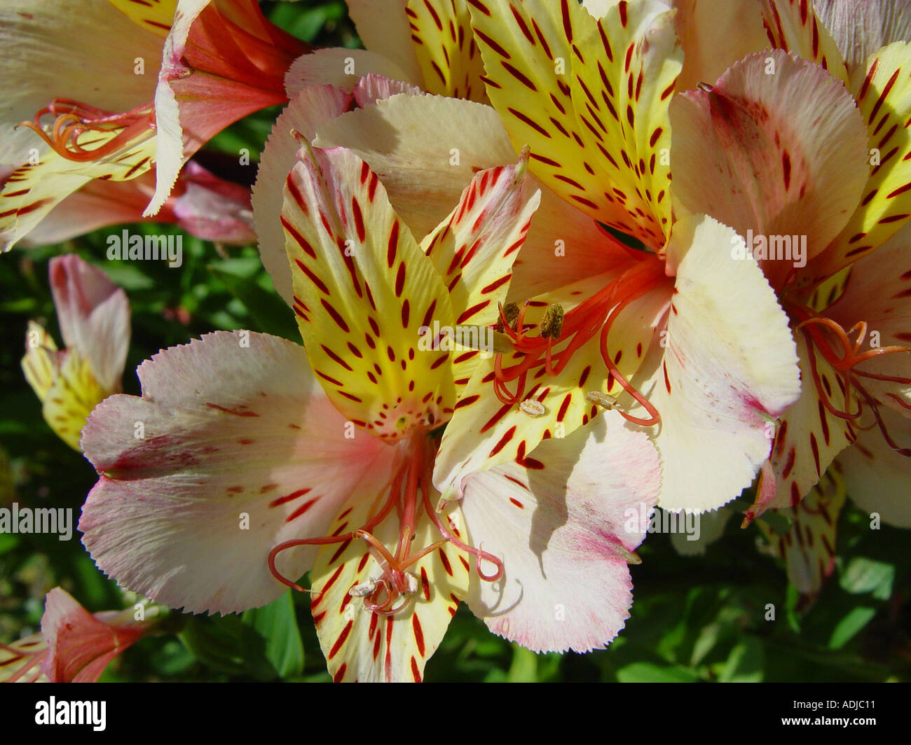 Alstroemeria Ligtu Hybriden Dianna Princess of Wales rosa orange Lachs Blumen Stockfoto