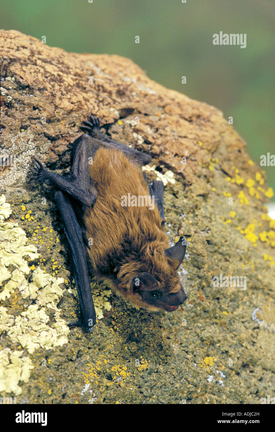 Große braune Fledermaus Eptesicus Fuscus Burro Mountains NEW MEXICO USA können Erwachsene Vespertilionidae Stockfoto