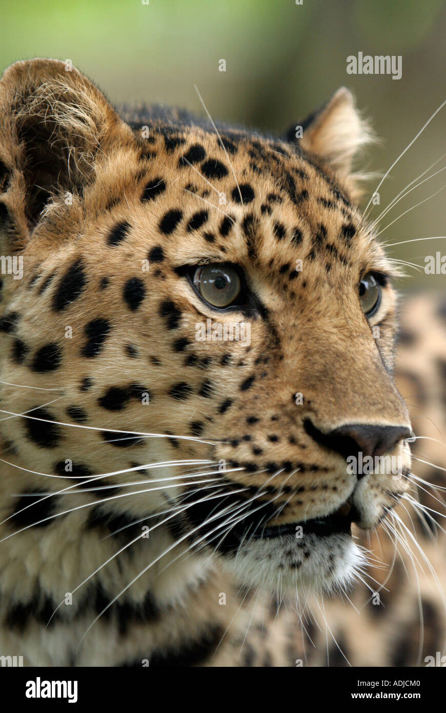 Amur Leopardenkopf. England Stockfoto