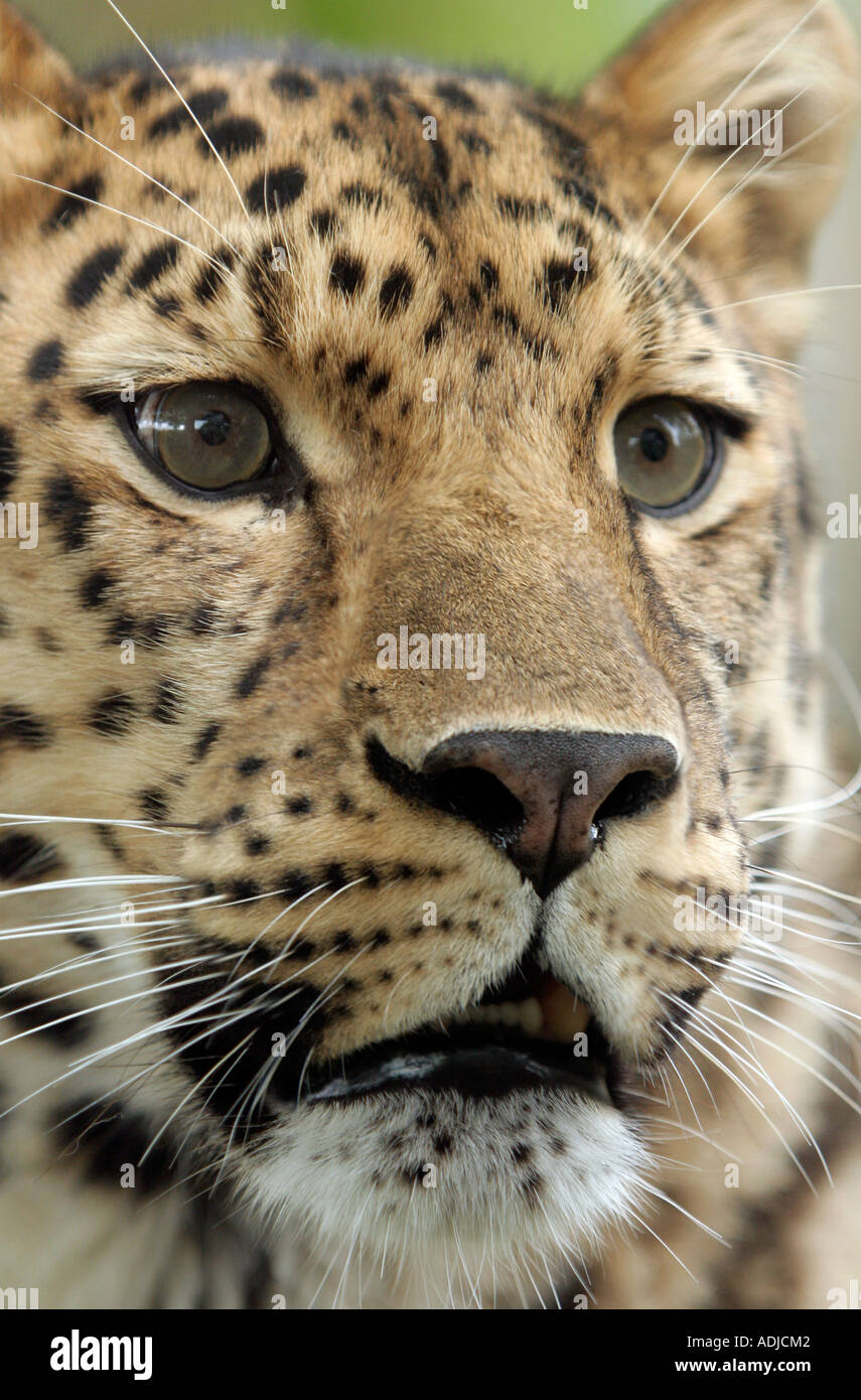 Amur Leopardenkopf. England Stockfoto