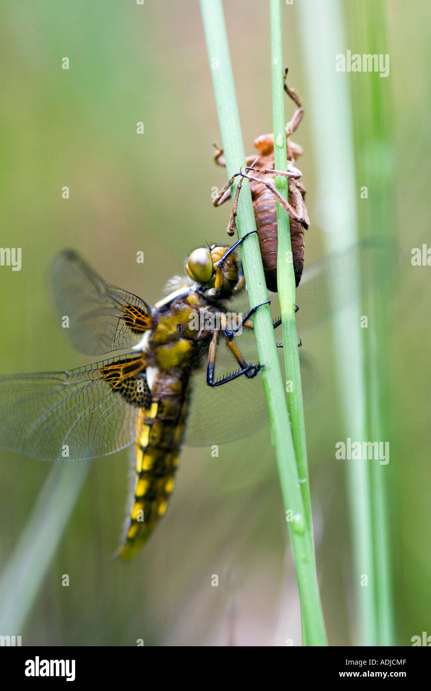 Libellula Depressa. Weibliche breit-bodied Chaser Libelle und Exuvia auf Sumpfgras. Oxfordshire, England Stockfoto