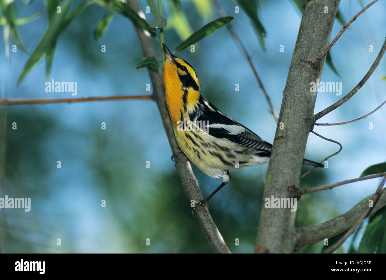 Blackburnian Warbler Dendroica Fusca männlichen Port Aransas Texas USA Mai 2003 Stockfoto