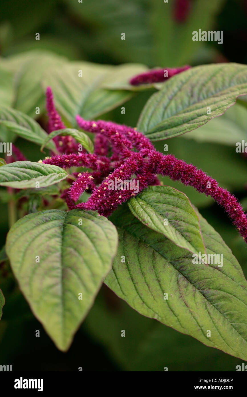 Amaranthus Crimson "Liebe liegt blutend" Stockfoto