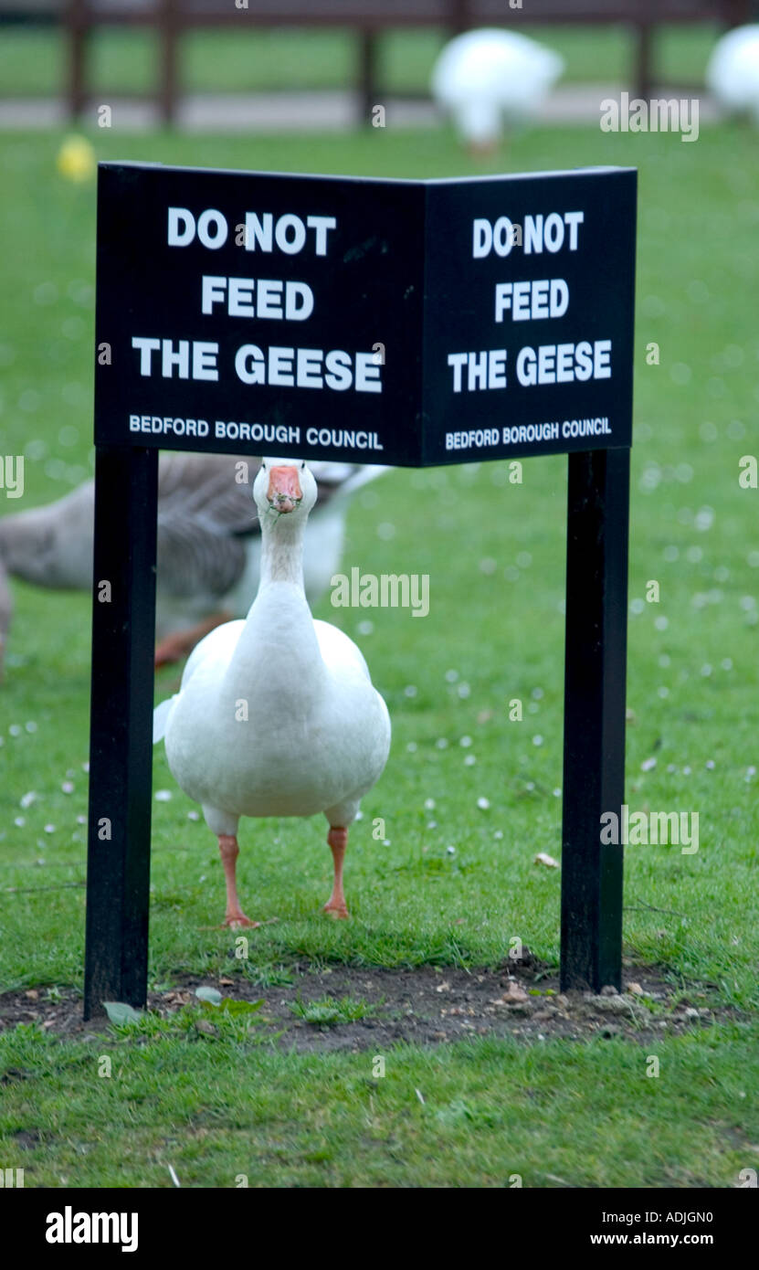 lustige Gans ohne Fütterung Zeichen Stockfoto
