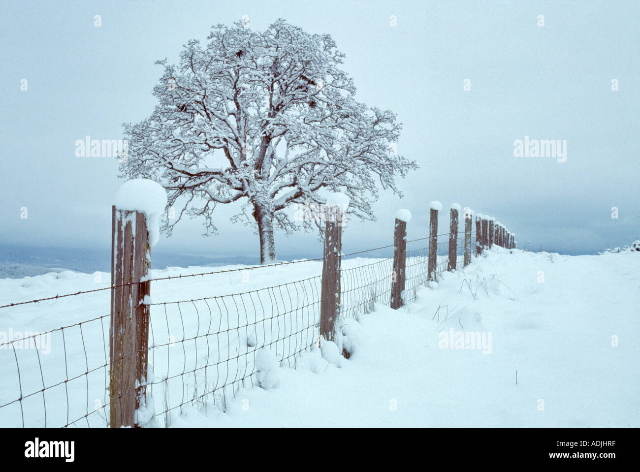Schneebedeckte Eiche und Zaun in der Nähe von Bellfountaim Oregon Stockfoto