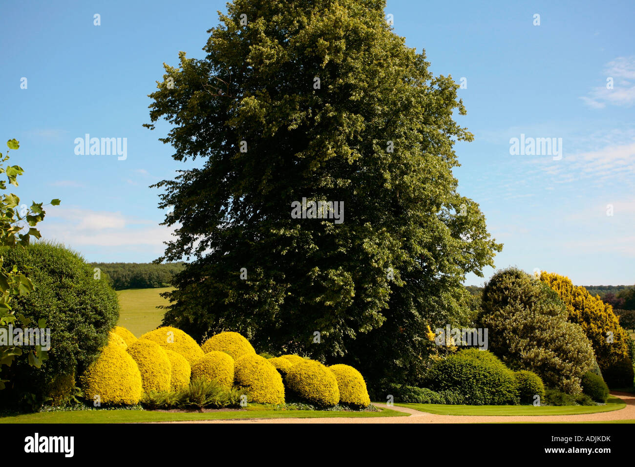 Hedging und Bäume auf South Downs bei West Dean Gardens, West Sussex, UK Stockfoto