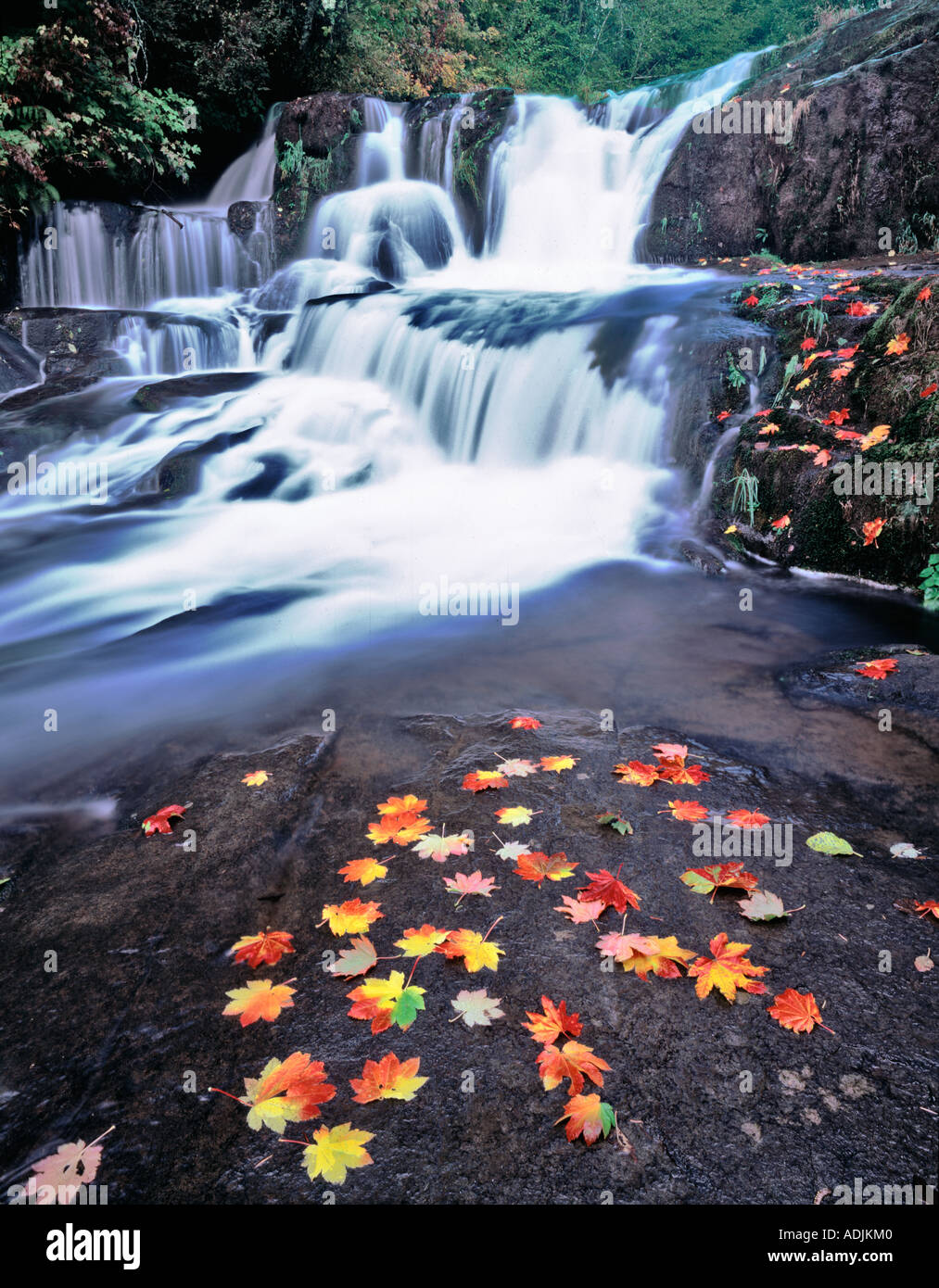 Rebe Ahornblätter in Herbstfarben Alsea fällt Oregon Stockfoto