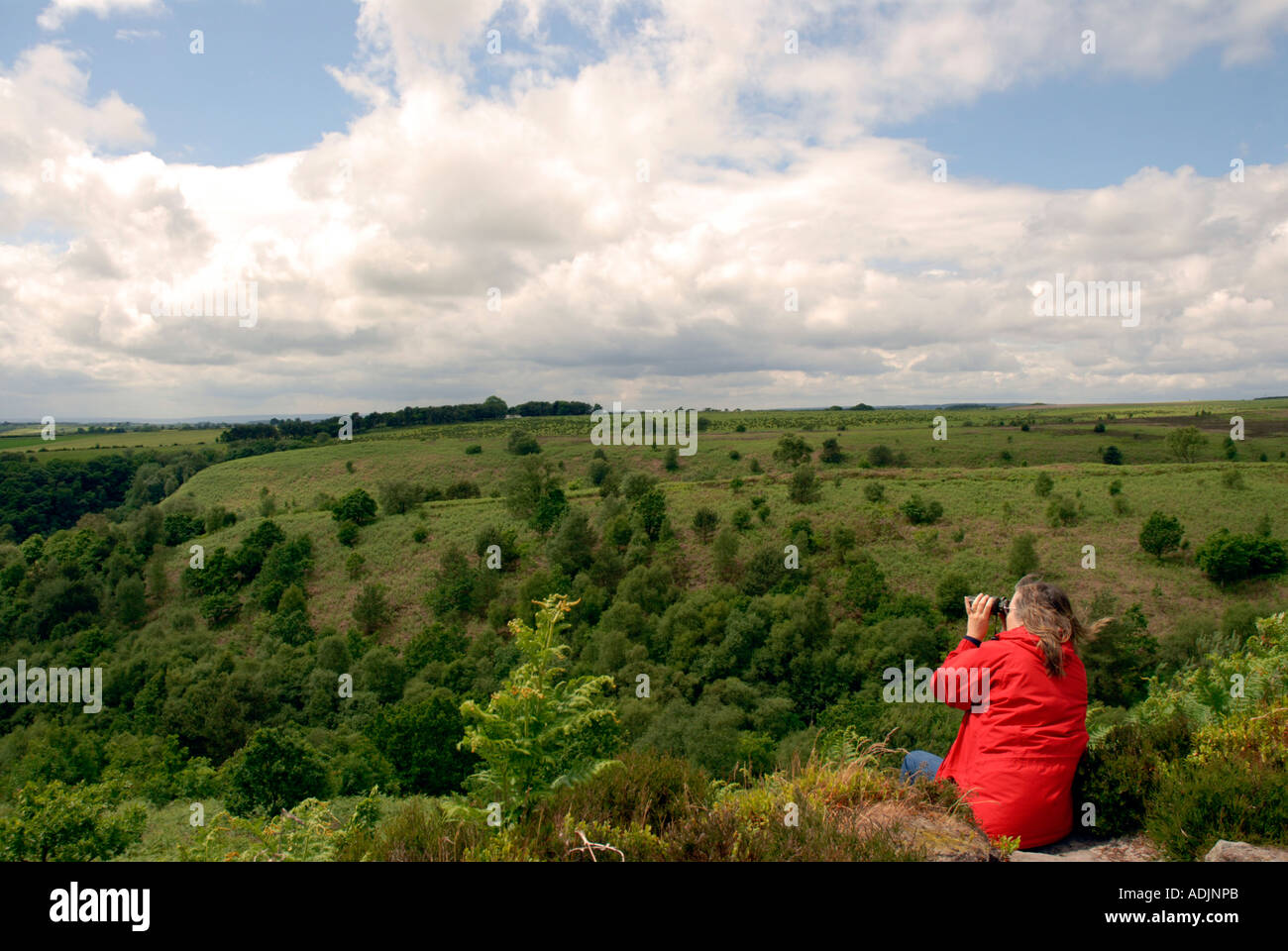 Blick auf den Wald Stockfoto