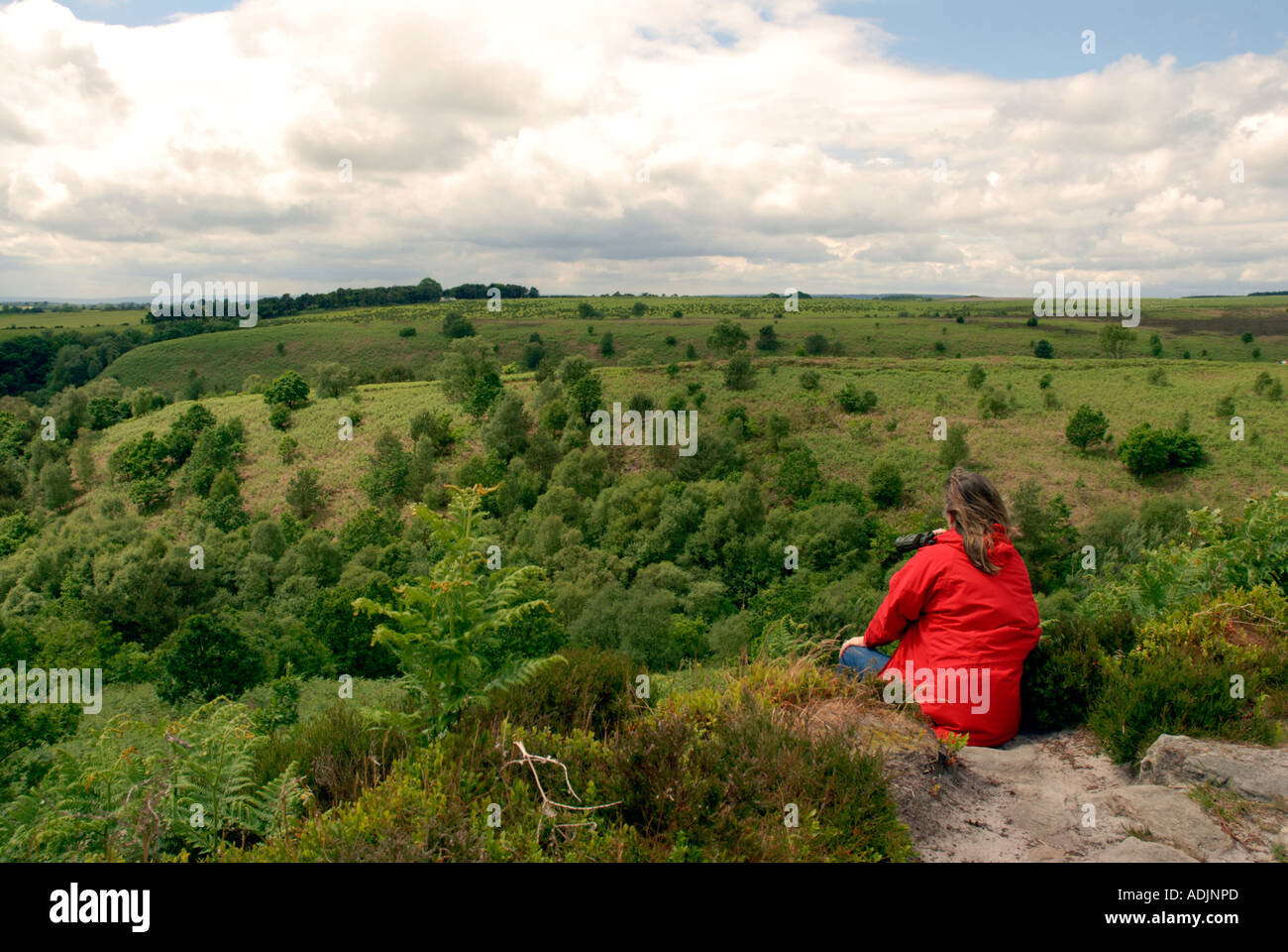 Blick auf den Wald Stockfoto