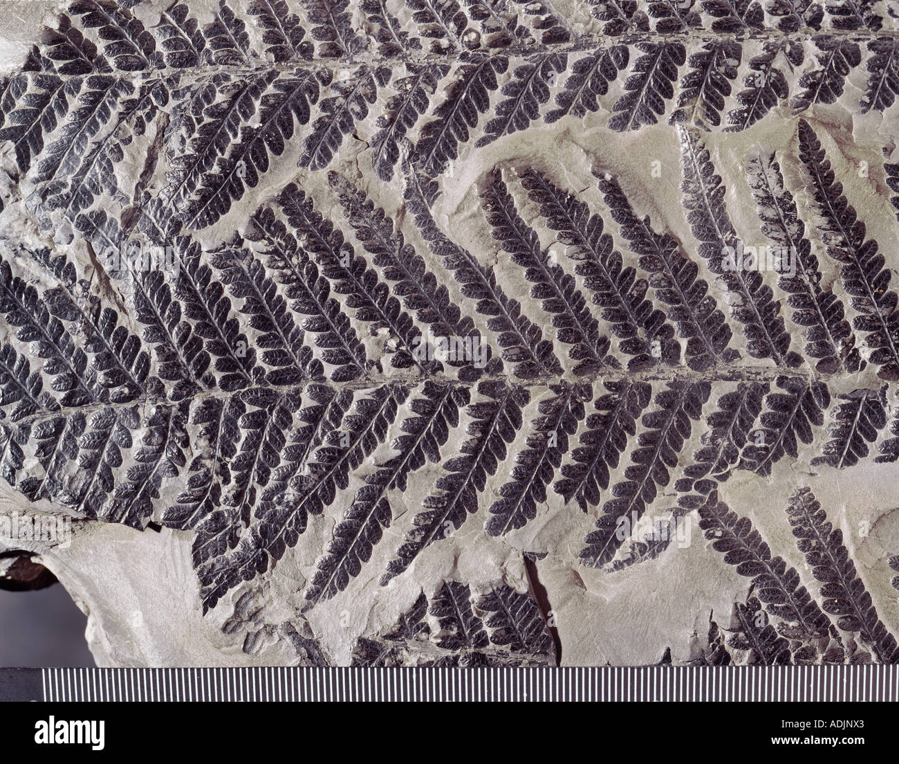 Dactylotheca fossile Farn Stockfoto