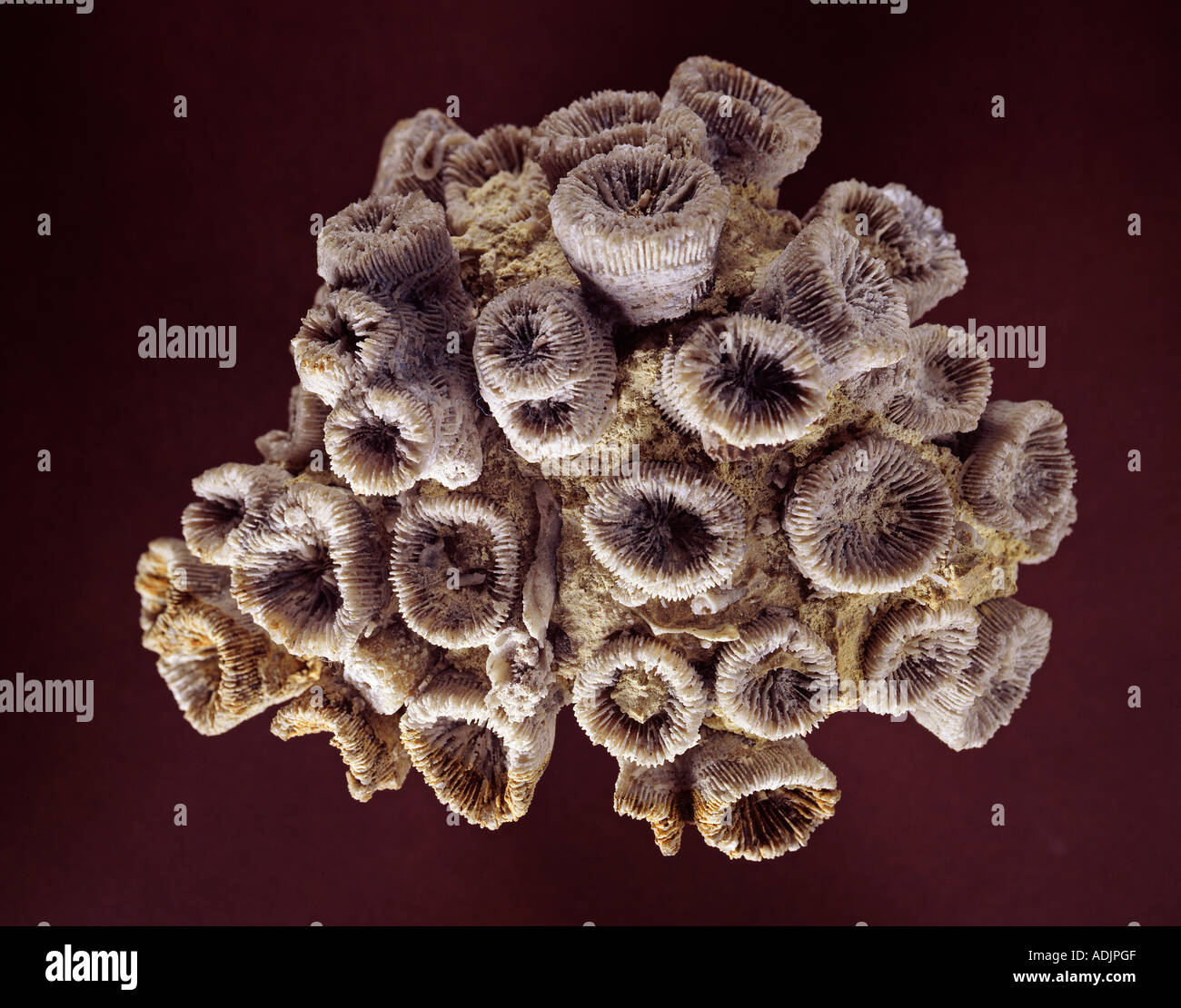 Thecosmilia Trichotoma eine fossile Koralle Stockfoto