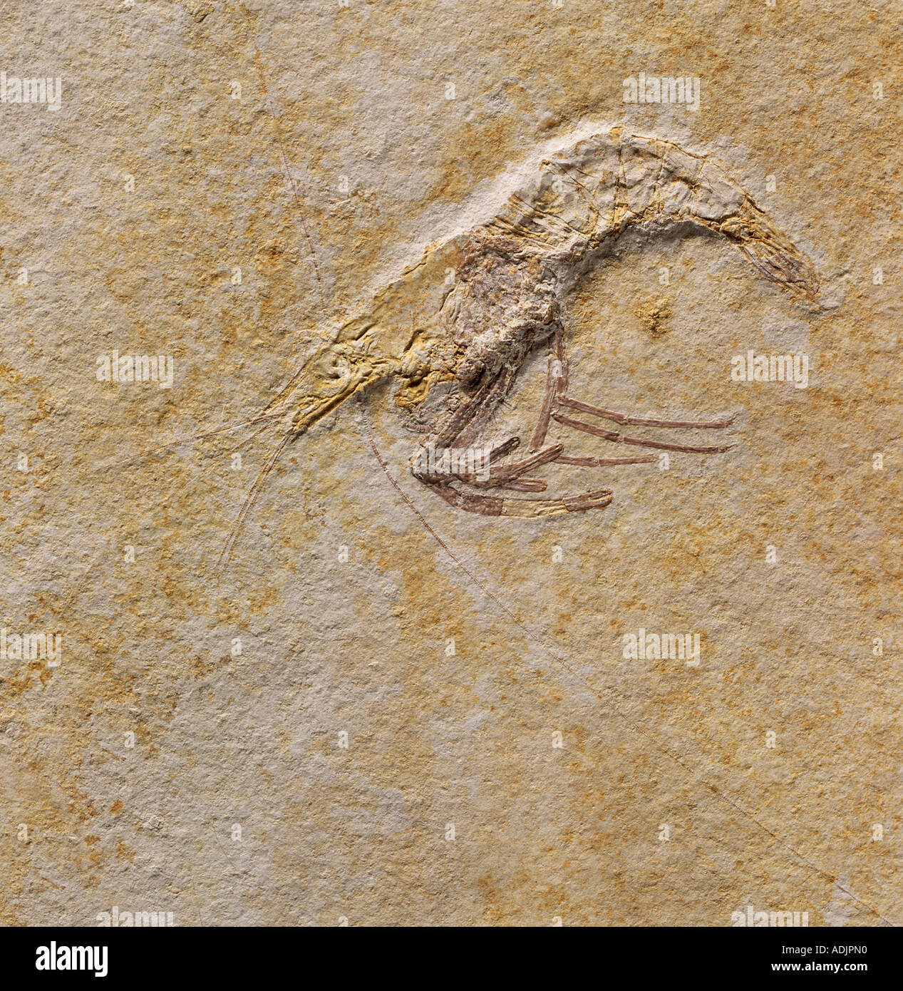 Fossilen Garnele Stockfoto