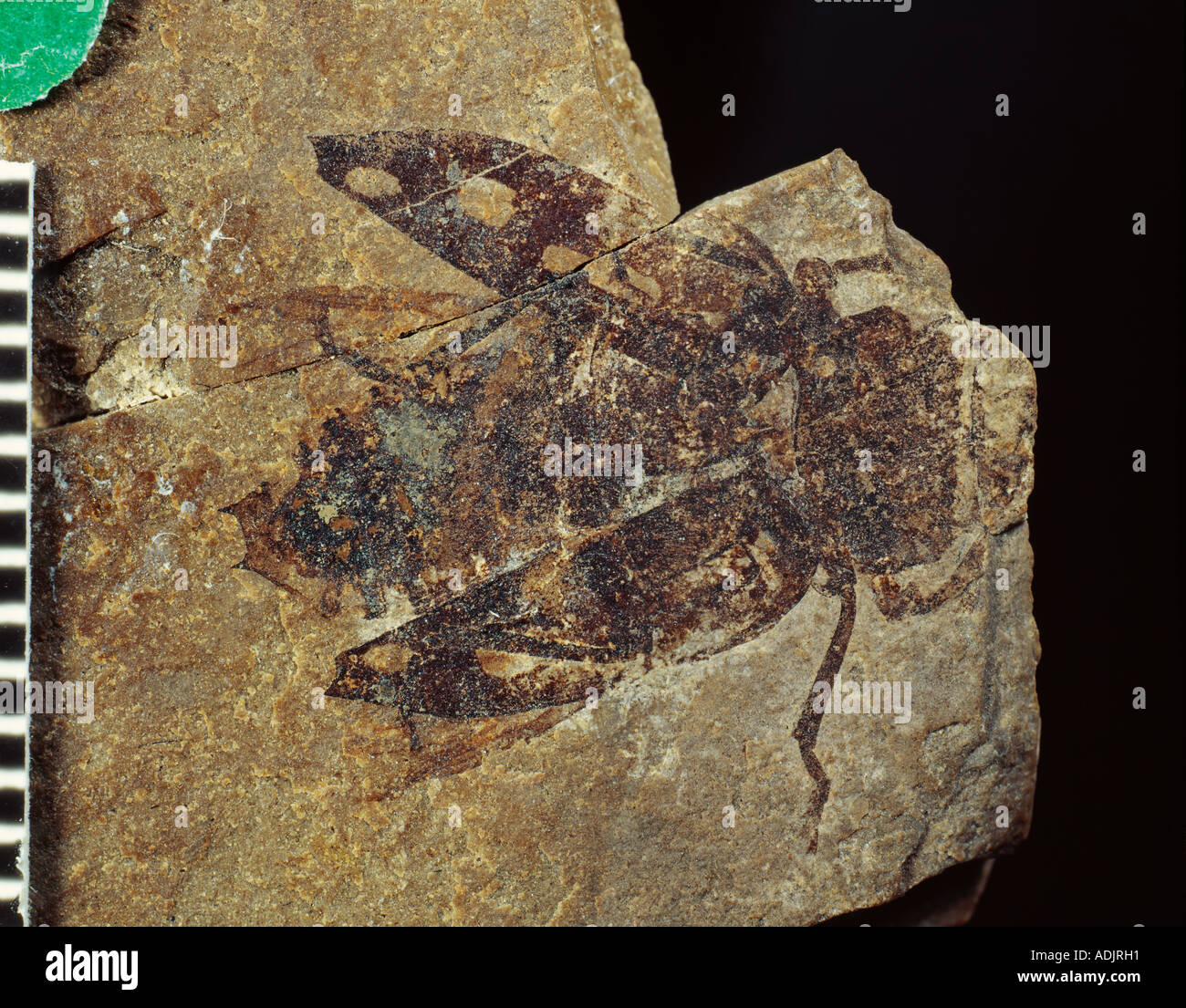 Chrysobotris fossiler Käfer Stockfoto