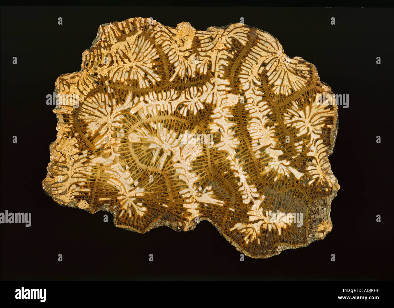 Coeloria Labyrinthifor fossilen Hirnkoralle Stockfoto