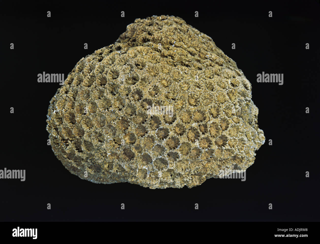 Stylina Alveolata Riff Korallen Stockfoto