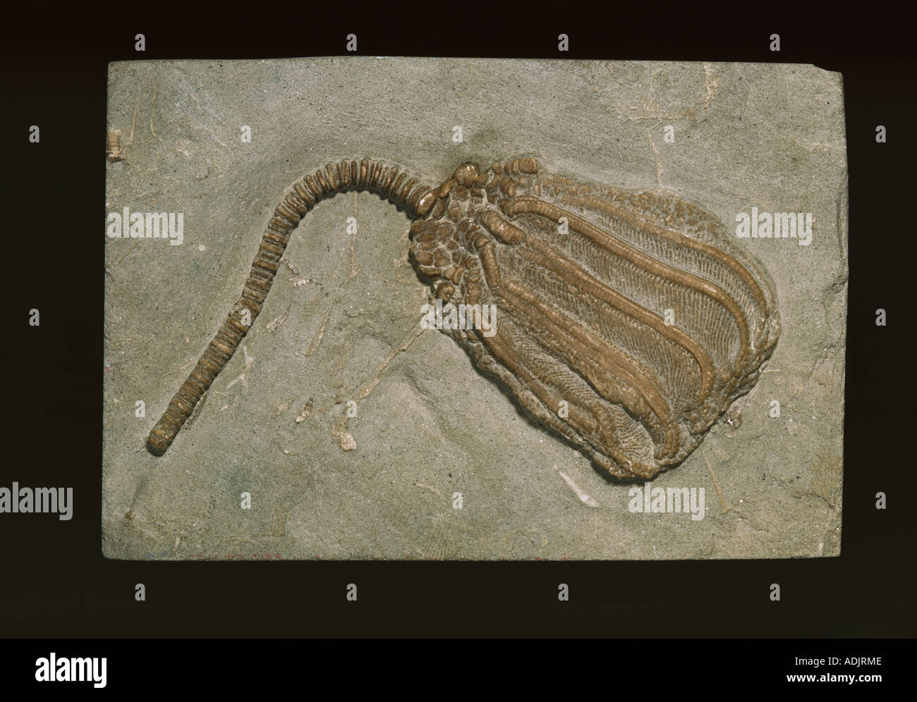 Dizgocrinus Mo fossilen crinoid Stockfoto