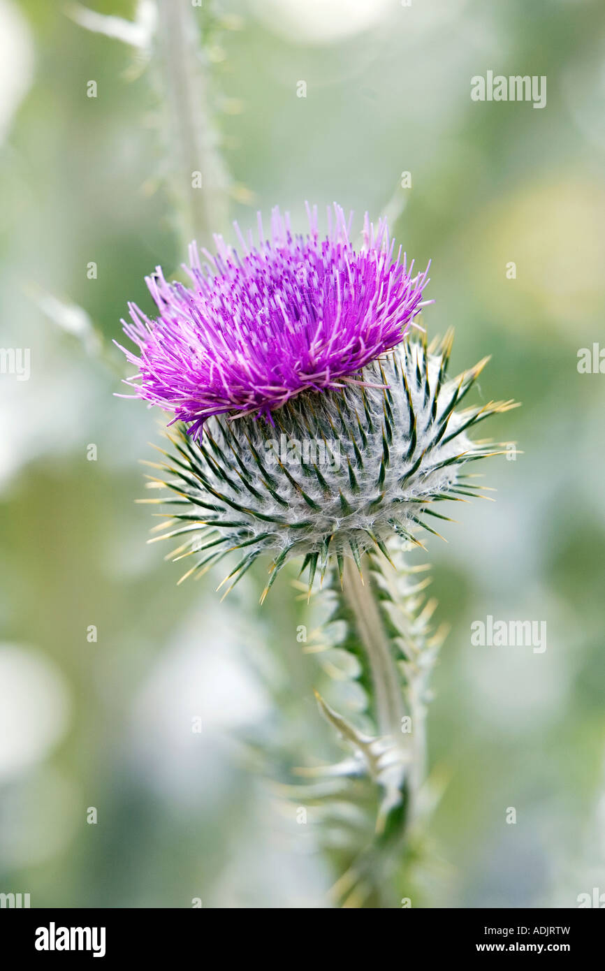 Onopordum Acanthium. Eselsdistel Stockfoto