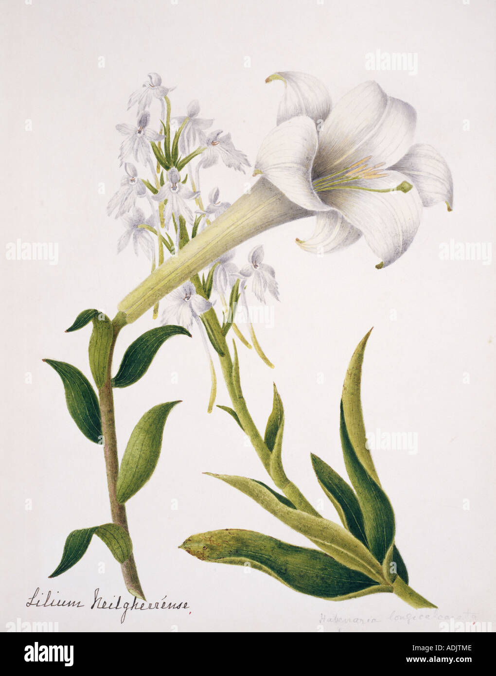 Habernaria Logicalearata Orchidee und Lilium Neilgherrense lily Stockfoto