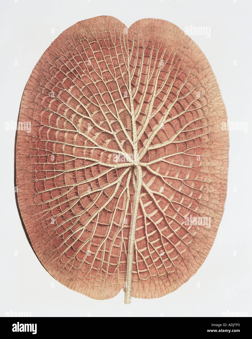 Nymphaea sp Seerose Unterseite des Blattes Stockfoto