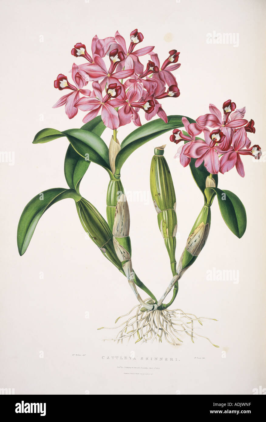 Cattleya Skinneri englische Orchidee Stockfoto