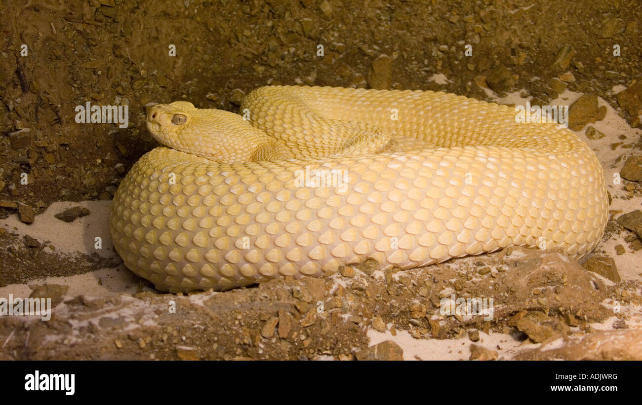 Albino Western Diamant Klapperschlange Crotalus Atrox Auf Schwarzem Hintergrund Stockfotografie Alamy