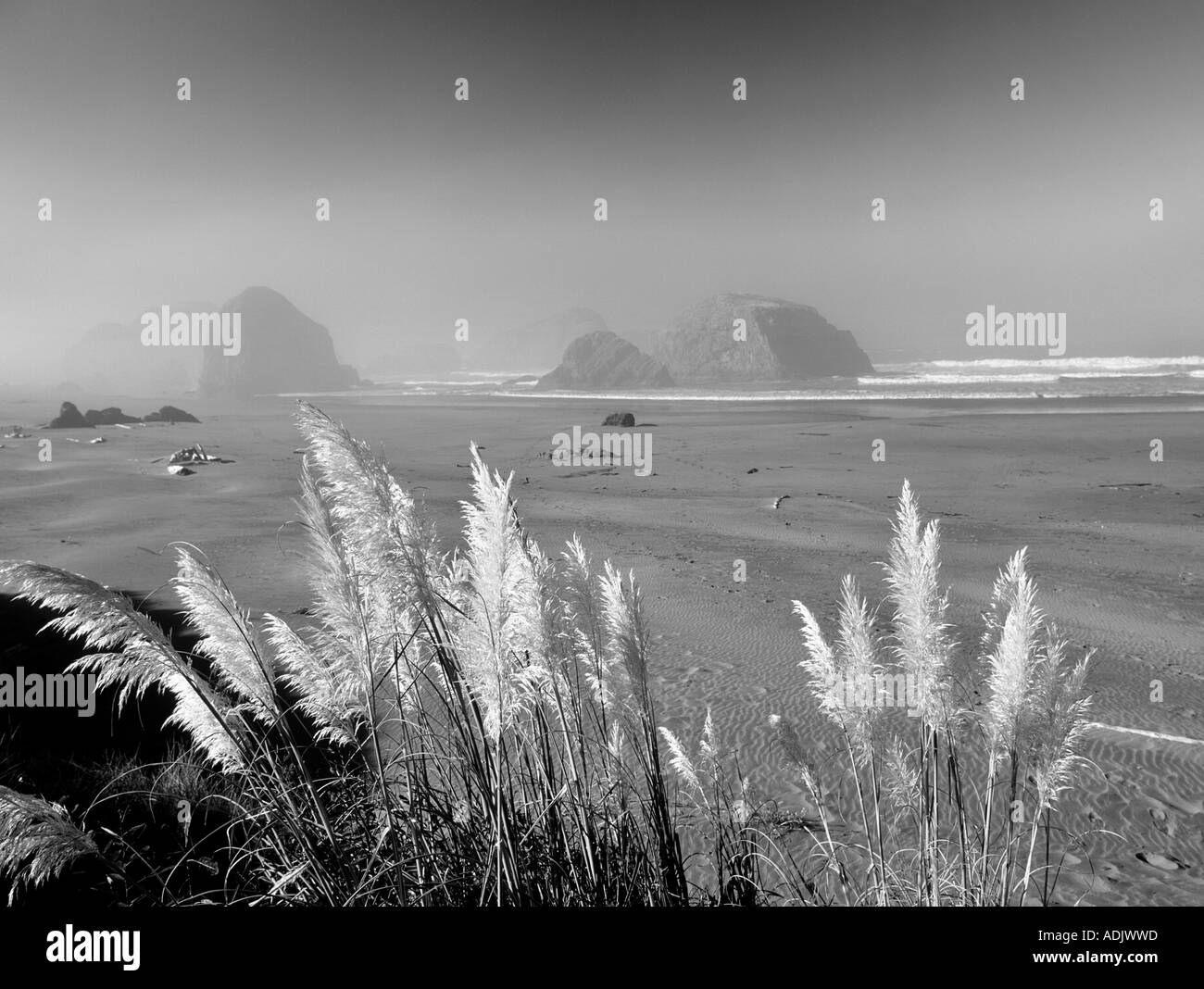 S00098M Tiff Pampasgras und Strand am Kap Sabastian Staatspark Oregon Stockfoto