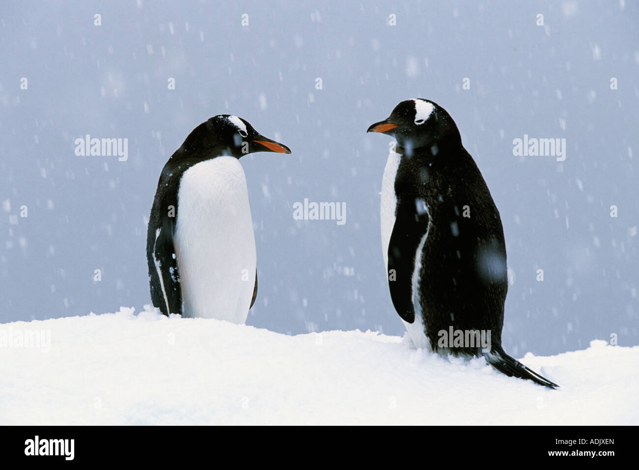 Gentoo Penguins (Pygoscelis Papua) fallenden Schnee, Antarktis Stockfoto