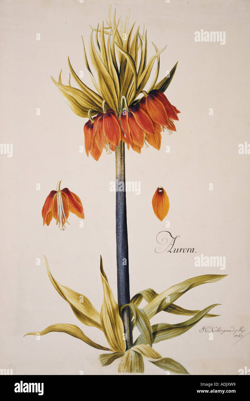 Kaiserkrone Fritillaria imperialis Stockfoto