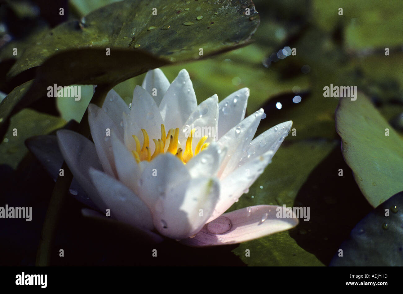 Seerose im Teich in der Nähe von Monroe Oregon Stockfoto