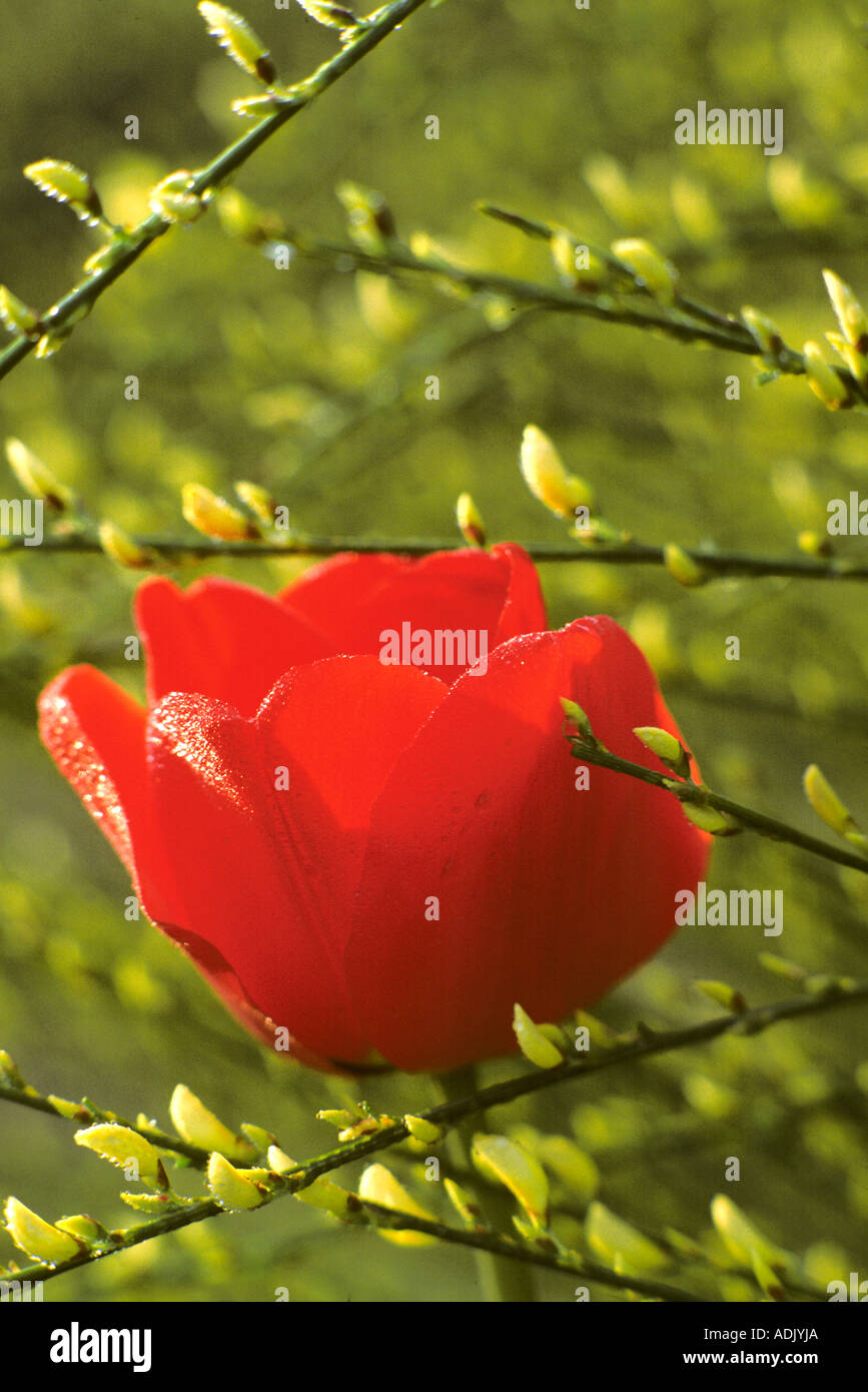 Tulpen wachsen in Scotch Broom in der Nähe von Monroe Oregon Stockfoto
